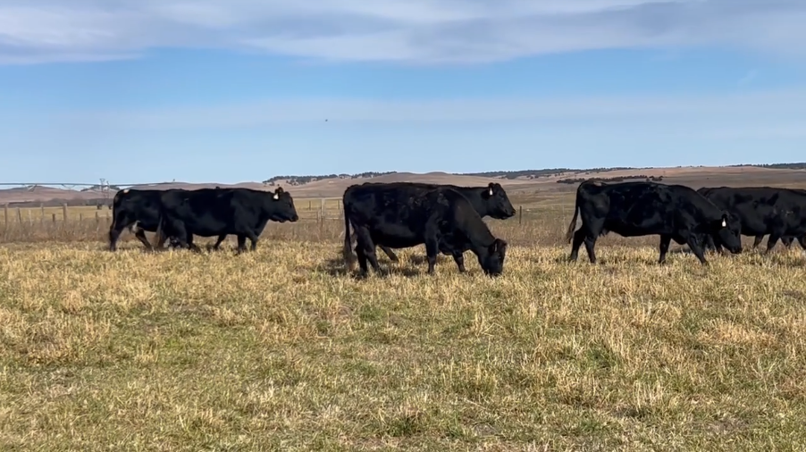 5 to Broken mouth, Good-Framed Bred Cows!-BC1113A5